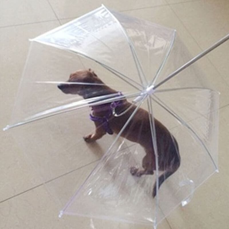 Parapluie pour chien pou mettre votre chien à l'abri des intempéries